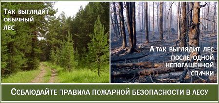 Лес до и после пожара